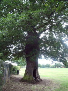 The Oak