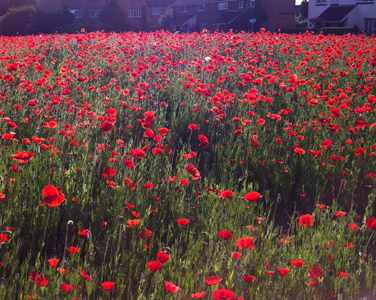 Poppies planted to commemorate the outbreak of WW1
