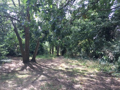 Shrubbery near the vehicle gate