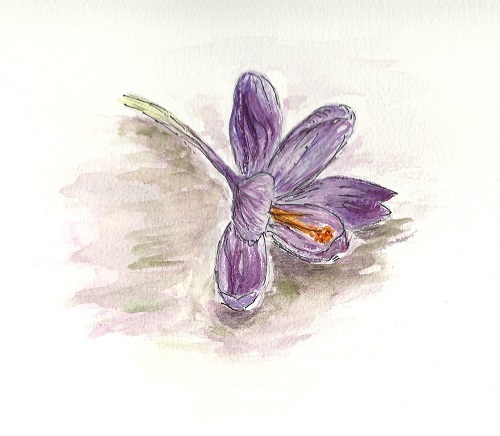 Crocus