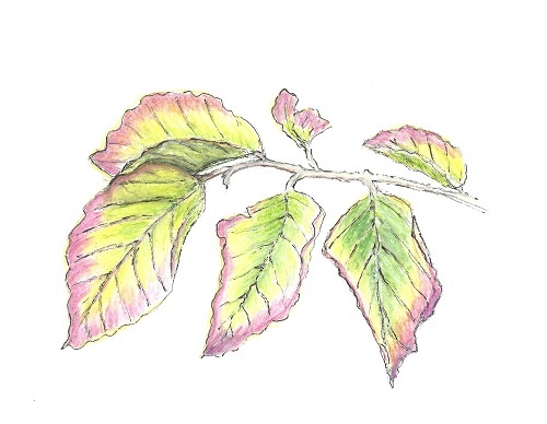 Leaves