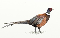 pheasant