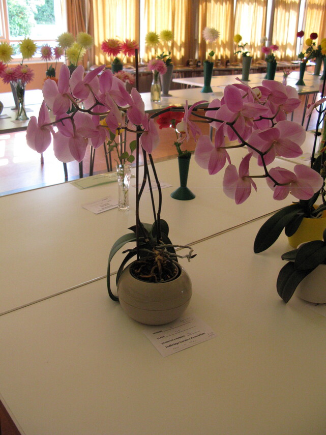 2017 Orchid winner
