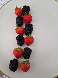 Group of berries