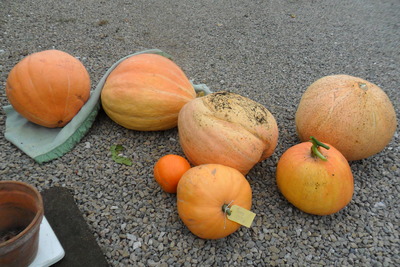 Pumpkin entries