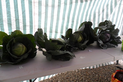 2013 vegetable competition