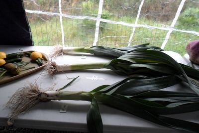 2013 vegetable competition