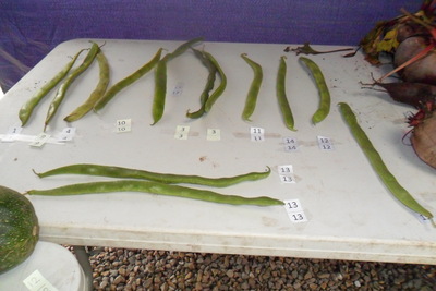 2013 vegetable competition