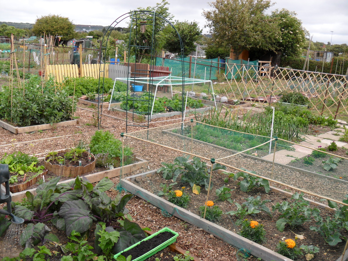 beautiful plot - Horsea Lane Allotment Association