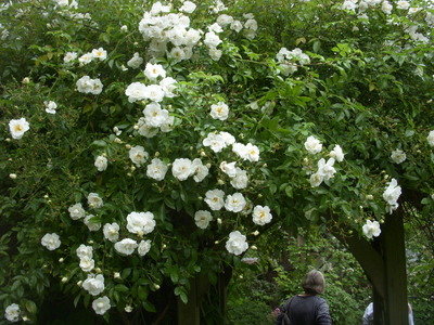 HTAG gardens 2015 004 