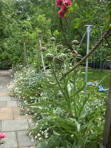 HTAG gardens 2015 016