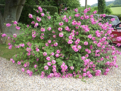 HTAG open gardens 2014 020