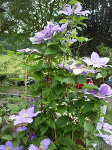 HTAG open gardens 2014 021