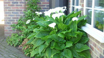 Lillies Sydney Place