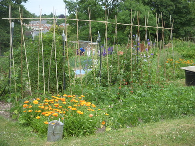 Pewley allotments