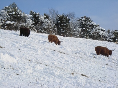 Thisbe Yak and Fiona