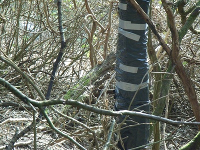 protecting cattle from yew bark