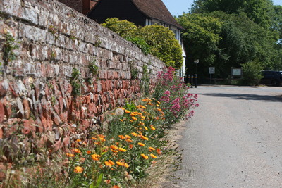 wall