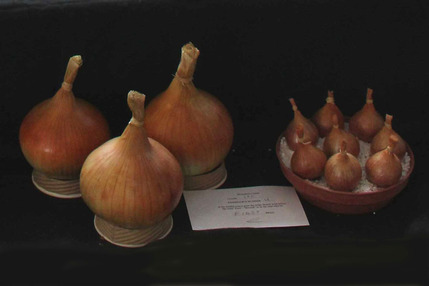 Autumn Show - Onions from Master Class 