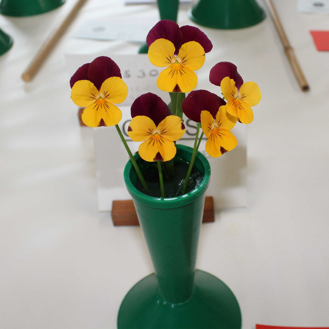 Class 2 - Any Other Flower (not Polyanthus or Primroses