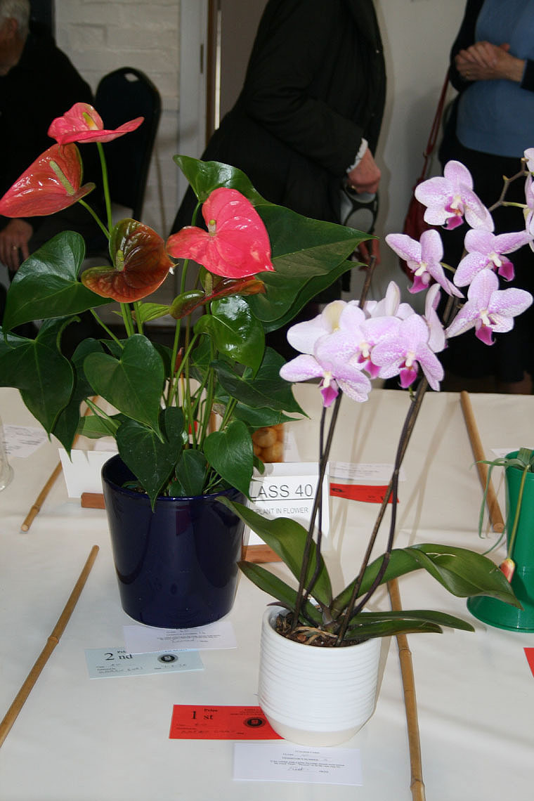 Spring Show 2024 -Class 40 - Pot Plant in Flowe