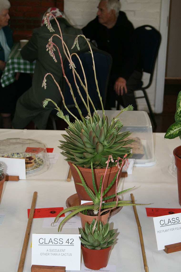 Spring Show 2024 -Class 42 - A Succulent Other Than a Cactus