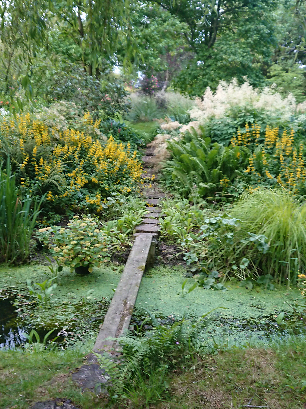 Stream in Woodland Garden