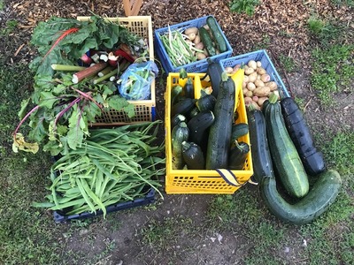 Some more donated Crop Drop produce.