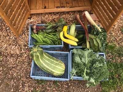 Even more donated Crop Drop produce.