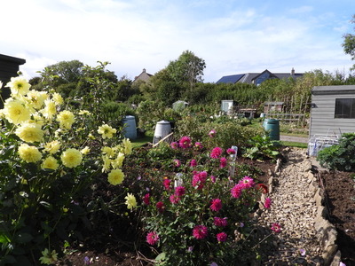 Some flowers and a shed on one of our plots.