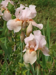 It's not all vegetables!  A lovely iris.