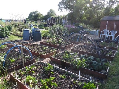 Allotment Summer 2022 03