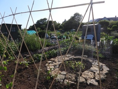 Allotment Summer 2022 05