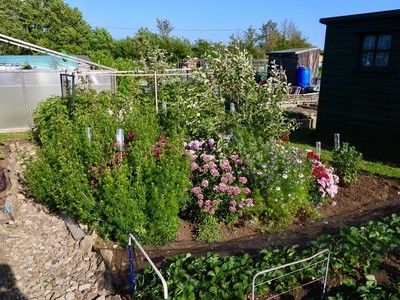 Allotment Summer 2022 06