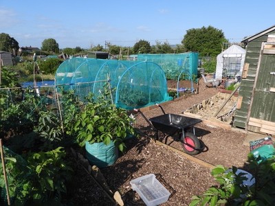 Allotment Summer 2022 11