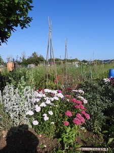 Allotment Summer 2022 14