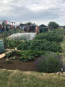 Allotment Summer 2022 19