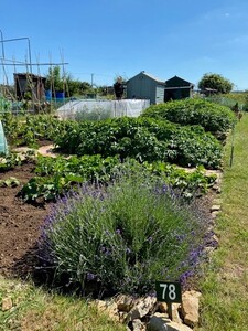 Allotment Summer 2022 20