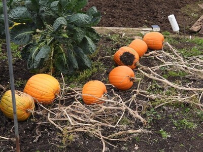 Pumpkins