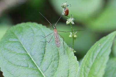 Crane fly