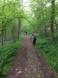 Down the woodland path