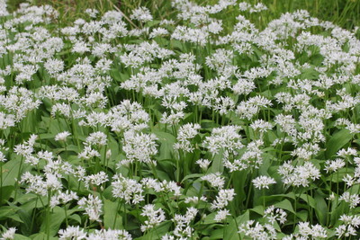 Wild Garlic
