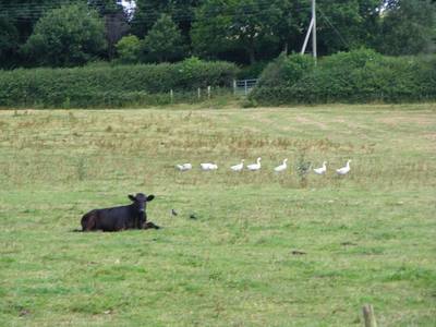 A cow and seven ducks
