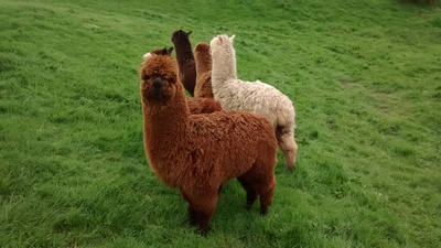 Llamas