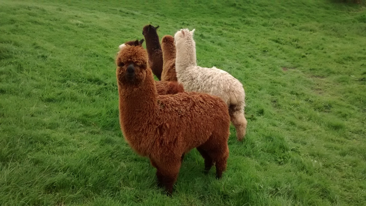 Llamas