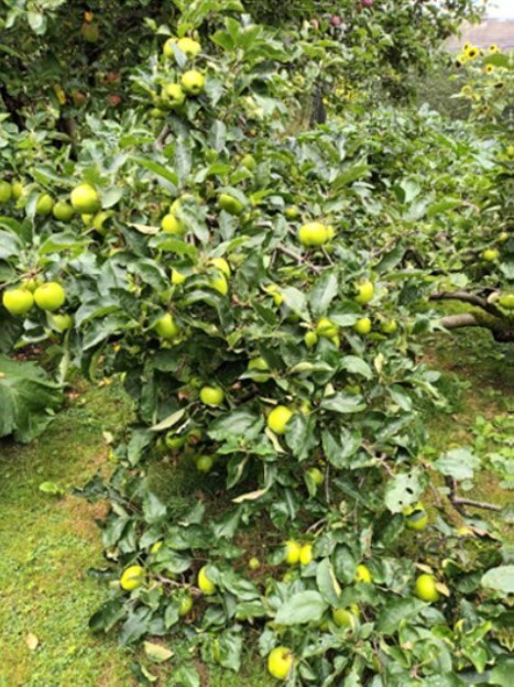 Apple tree in fruit