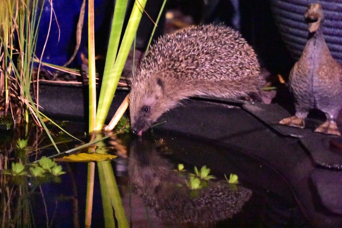 Hedgehog drinking from pond