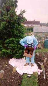 Bee keeper in action