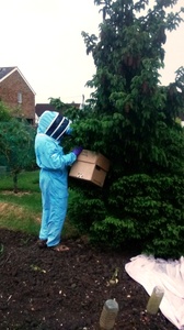 Bee keeper collecting swarm