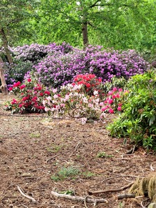 Temple Gardens by Olov Hansen